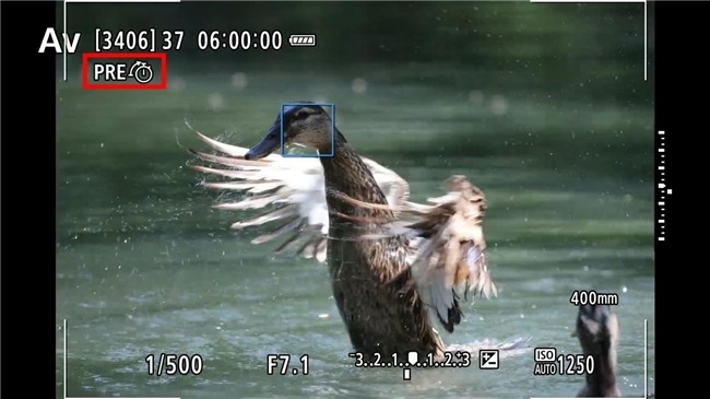 EOS R1 1.1.2固件升级优化体育摄影对焦体验(图13)